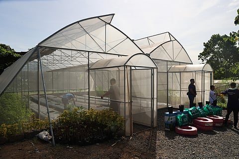The Department of Agriculture - National Urban and Peri-Urban Agriculture Program greenhouse facility and six seedling nursery units in Sunnyville Farm in Barangay Pasong Tamo, Quezon City, 21 November 2023.