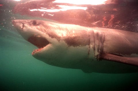 (FILES) Picture dated October 1997 of a great white shark off the coast of Gansbaai, near Cape Town in South Africa.
