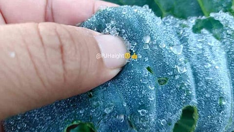 Frost coats Baguio crops.| Photo courtesy of PJ Haight/Facebook.