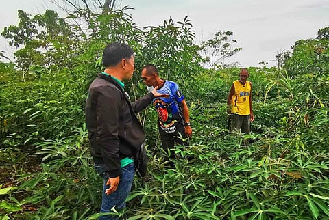 Photograph courtesy of Mafar BARMM
A cassava farm in Tawi-Tawi. An EU-backed Bangsamoro program will support small- to medium-sized producers in halal industry and businesses in the agri-fishery value chains on Basilan, Sulu and Tawi-Tawi.