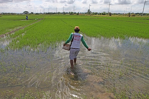 FILE: Mang Fredo from Barangay Inaon in Pulilan, Bulacan asks help from the national government as he replants some crops in a rice field on 19 August 2023 amid recent typhoons.