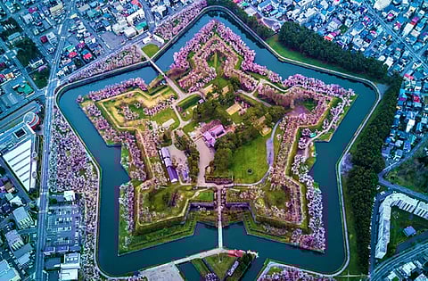 A view of the sakura-covered star-
shaped park in Goryakaku.