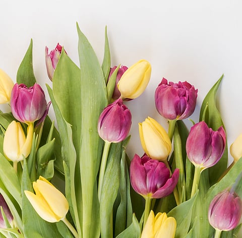 Asia’s hydroponic tulip farm blooms in the Phl