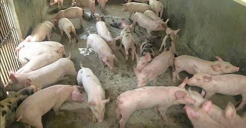 Hogs from Occ. Mindoro areas negative for ASF