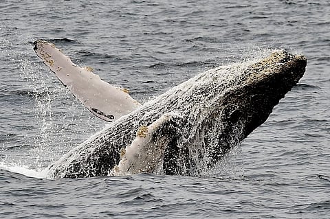 (FILES) Picture of a humpback whale taken off the coast of Puerto Lopez, Manabi, in Ecuador on 21 October 2015.