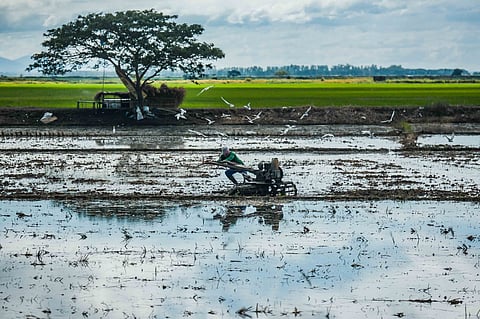 (FILE) A dedicated rice farmer tends to his precious rice paddy in Candaba, Pampanga. The Philippine Statistics Authority (PSA) heralds a 5.6 percent overall gross domestic product growth, with agriculture contributing nine percent. The fourth quarter of 2023 saw a 1.2 percent growth in agricultural output, and the nation achieved its highest palay harvest at 20.06 million metric tons.