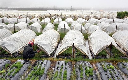 STRAWBERRY FARMS. A farmer tends to a strawberry farm in La Trinidad, Benguet located about 6 kilometers from Baguio City in this undated photo.