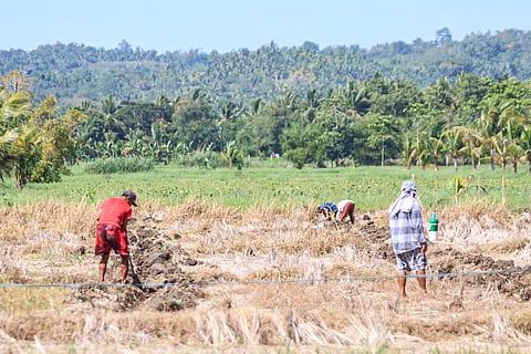 Farmers in North Cotabato plant vegetables instead of rice as the dry season has arrived in parts of Mindanao. In its recent advice, the Philippine Atmospheric, Geophysical and Astronomical Services Administration cautioned the public that a strong El Niño is expected to endure until February, while global climate models forecast it would continue until May.
