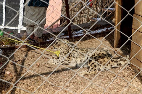 A snow leopard is seen in a cage at the governor's house in Fayzabad on February 4, 2024.