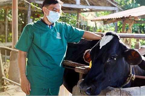 Increased number of dairy animals needed to boost local milk production - NDA