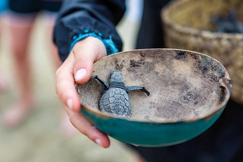 A total of 477 pawikan hatchlings have been protected and released at the Pawikan Sanctuary at Seafront Residences, located in Brgy. Calubcub II, San Juan, Batangas, from December 2023 to January 2024.