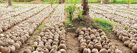 8.5-M coco seedlings sowed this year — PCA