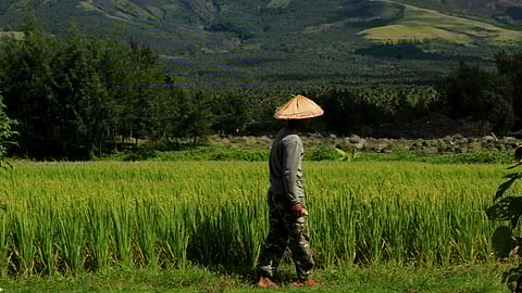 rice farmer