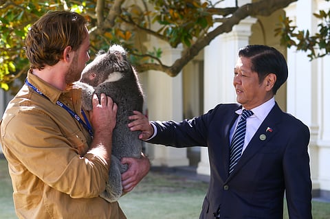 Cool, calm koala President Ferdinand R. Marcos Jr. pats a sleepy koala bear during his visit at the Government House in Melbourne, Australia for the leader’s luncheon on the sidelines of the Association of Southeast Asian Nations Special Summit on Wednesday.