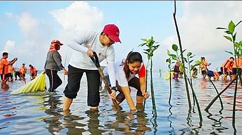 SMPC launches mangrove planting