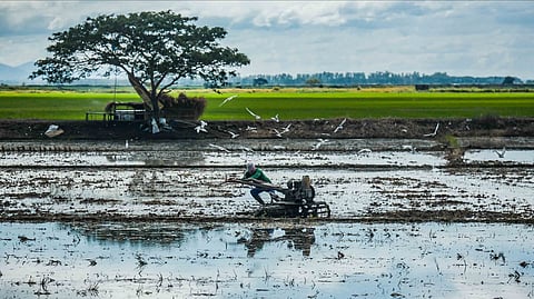 (FILE) A dedicated rice farmer tends to his precious rice paddy in Candaba, Pampanga. The Philippine Statistics Authority heralds a 5.6 percent overall gross domestic product growth, with agriculture contributing nine percent. The fourth quarter of 2023 saw a 1.2 percent growth in agricultural output, and the nation achieved its highest palay harvest at 20.06 million metric tons.