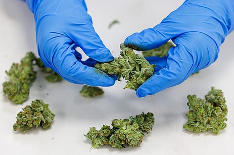 (FILES) An employee selects and sorts flowers, or buds, of cannabis (marijuana) after they were put through a special trimming machine at the production site on 28 November 2022.