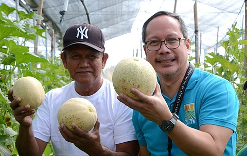 DAR Provincial Agrarian Reform Program Officer James Arthur Dubongco with Joselito Tibayan, general manager of PARC, proudly showing the cooperative’s cantaloupe harvest grown inside the greenhouse provided by the DAR.