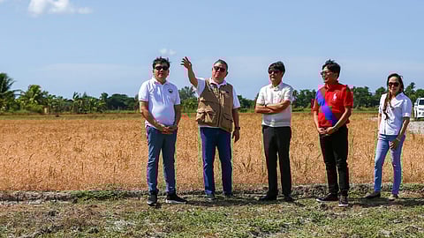 President Ferdinand Marcos Jr. inspects the extent of crop damage at an onion and rice field that were badly hit by drought due to El Niño in Brgy. Central in the municipality of San Jose, province of Occidental Mindoro on Tuesday, 23 April 2024.
With the President are (from left) Occidental Mindoro Lone District Representative Leody F. Tarriela, Agriculture Secretary Francisco P. Tiu Laurel Jr., National Irrigation Administration (NIA) Administrator Eduardo G. Guillen, and Occidental Mindoro Vice Governor Aniceta Diana Apigo-Tayag.
As of 10 April 2024, the Department of Agriculture - Region 4B recorded a total damage of P619,382,085 on crops in Occidental Mindoro.