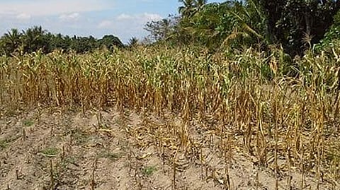 DA: El Niño has 'no great effect' on rice, crops