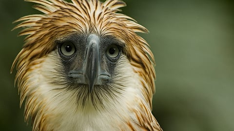 Philippine Eagle.