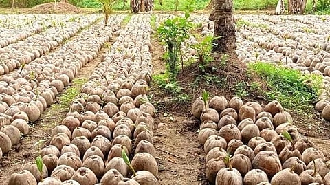 Marcos OKs add'l P3.5-B funding for coconut industry