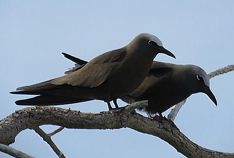 BROWN noodies perch on a branch in Lawak Island.