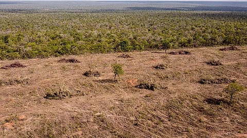 Aerial image showing the destruction of native vegetation in the Cerrado savanna in Sao Desiderio, Brazil.
