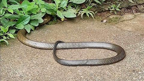 Sightings of snakes alarm Baguio officials