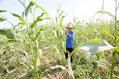 Extreme heat directly impacts farmers and fisherfolk with broader socio-economic implications.