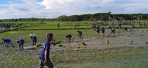 FILE: Persons deprived of liberty at the Ihawig Prison and Penal Farm tend the 500-hectare land in Palawan for rice farming on Monday morning.