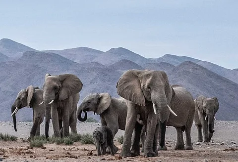 Botswana offers Germany 20,000 elephants as gift