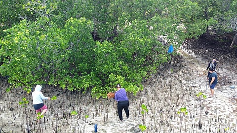 Planting mangrove seedlings