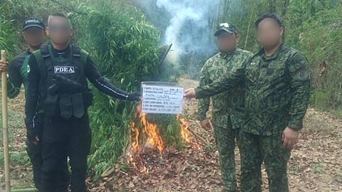POLICE and PDEA personnel burn the marijuana they uprooted worth P9.3-M