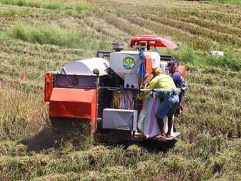 (FILE PHOTO) A harvester plows through a rice field in Bongabon, Nueva Ecija.