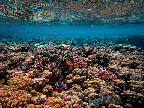 World in grip of new major coral bleaching event, reefs at risk