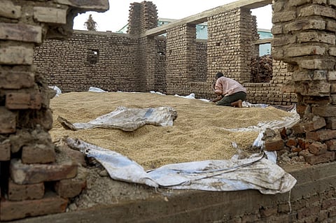 (FILES) A man checks grain in the remains of a destroyed house after a flood in al-Sagai north of Omdurman on 6 August 2023. Torrential rains have destroyed more than 450 homes in Sudan's north, state media reported on 7 August, validating concerns voiced by aid groups that the wet season would compound the war-torn country's woes. Changing weather patterns saw Sudan's Northern State buffeted with heavy rain, causing damage to at least 464 houses, state-run SUNA news agency said.
