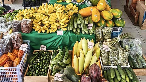 Camarines Sur farmers earn over P250K from produce sales