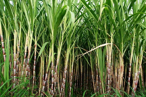 Sugar planters back importation
