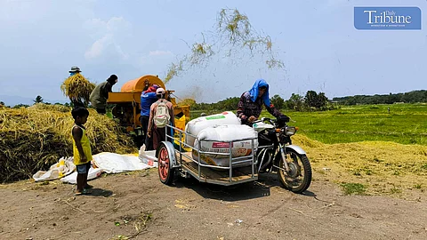 tricycle carrying threshed rice