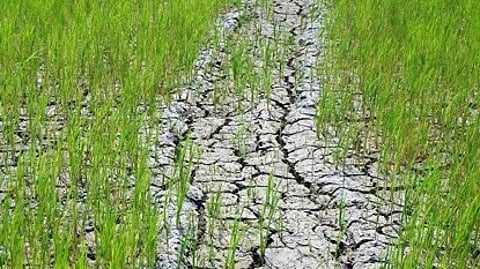 dry land