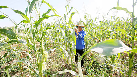 Ilagan City LGU aids farmers despite minimal El Niño effects