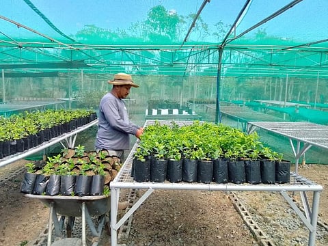 Gardeners and horticulturists work in several of the company’s plant nurseries, including this one located in Tanza, Cavite, to grow flowers, trees, and shrubs that are then planted in various Megaworld townships.