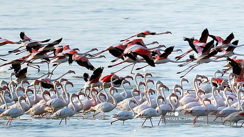 Flamingoes in Kuwait City
