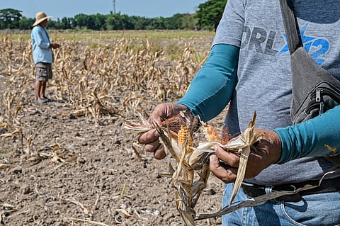 Crop losses The El Niño dry spell lays to waste an entire corn harvest recently in San Antonio, Nueva Ecija. Agricultural losses have amounted to billions of pesos, according to the Department of Agriculture.