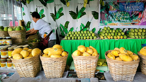 TRIBUNE-Mangoes