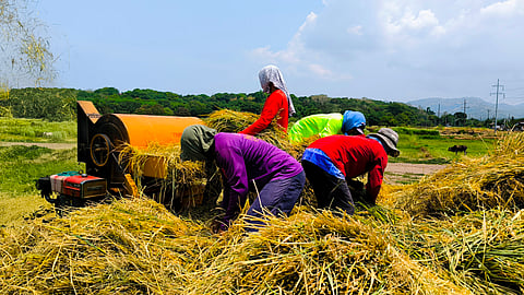 farmers threshing rice stalks