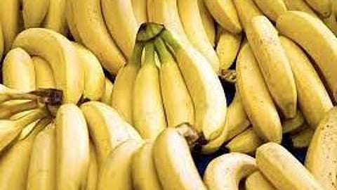 DA eyes fairer trade terms for Phl banana exports