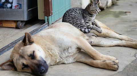 Global Pet Census 2024: Dogs Lead the Pack