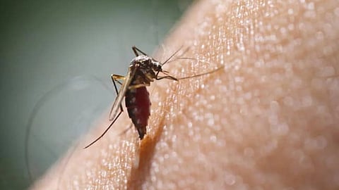 dengue